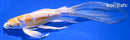 7.75" DOITSU LEMON HARIWAKE BUTTERFLY