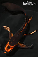 7.75" KIN ORENJI MATSUBA BUTTERFLY