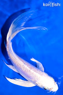 6" DOITSU PLATINUM OGON BUTTERFLY