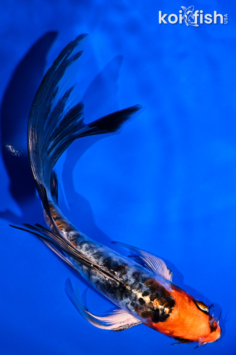 5.75" BENI KIKOKURYU BUTTERFLY