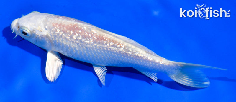 5" GINRIN HARIWAKE