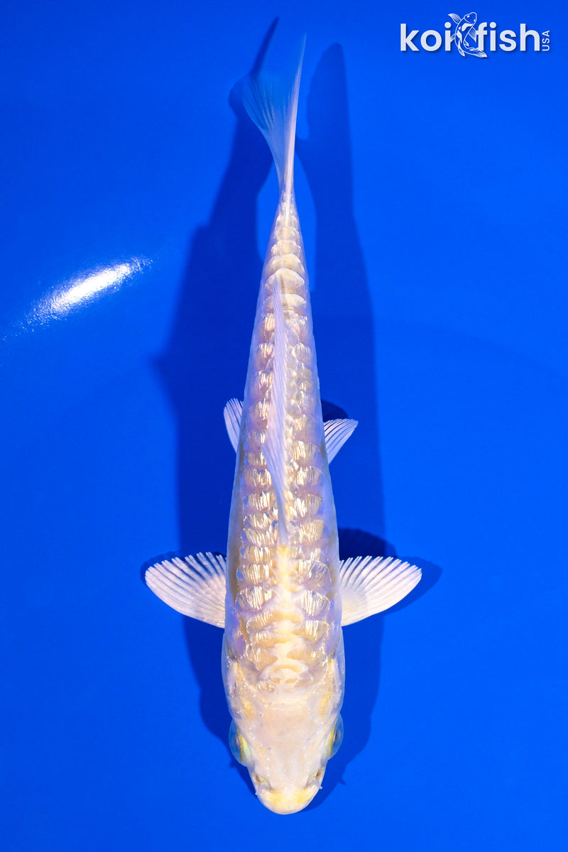 5" GINRIN ARAGOKE LEMON HARIWAKE