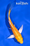 4.75" YAMABUKI OGON BUTTERFLY