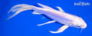 7" DOITSU PLATINUM OGON BUTTERFLY
