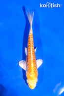5.5" ARAGOKE HARIWAKE