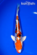 7.75" HEISEI NISHIKI