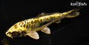 6.25" ARAGOKE KIN KIKOKURYU
