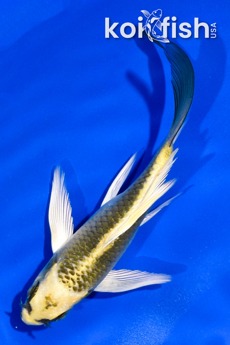 4.5" KI MATSUBA BUTTERFLY