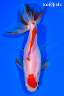 4.75" WATONAI GOLDFISH