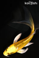 5" KI MATSUBA BUTTERFLY