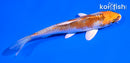 5" KUJAKU