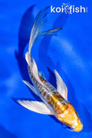 5" ARAGOKE KIN KIKOKURYU BUTTERFLY