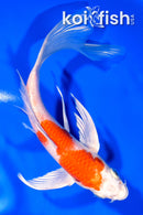 7.5" HARIWAKE BUTTERFLY