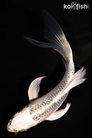 5.5" GIN MATSUBA BUTTERFLY