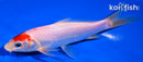 5.75" KOHAKU
