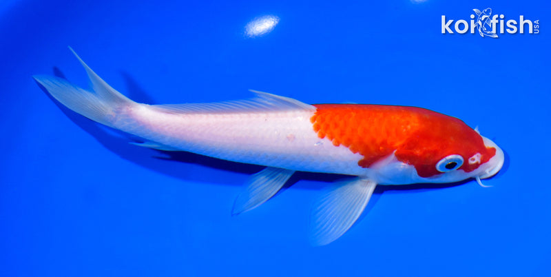 8.25" KOHAKU