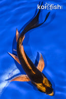 5.25" KIN ORENJI MATSUBA BUTTERFLY
