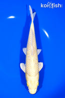 9" YAMABUKI OGON