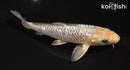6.5" GINRIN METALLIC SORAGOI