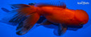 5.5" ORANDA GOLDFISH