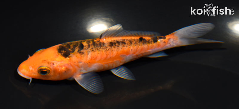 4.5" HI SHUSUI
