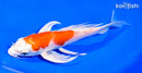 7.5" HARIWAKE BUTTERFLY