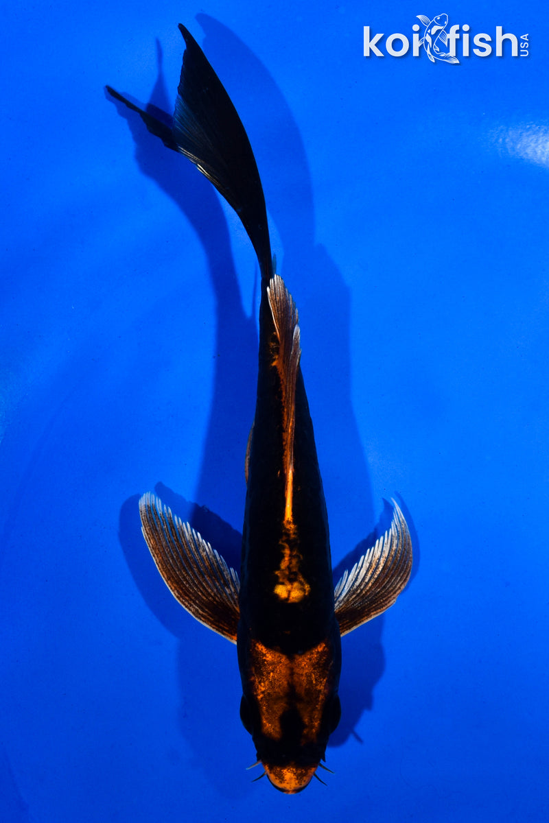 5.5" KABUTO BUTTERFLY