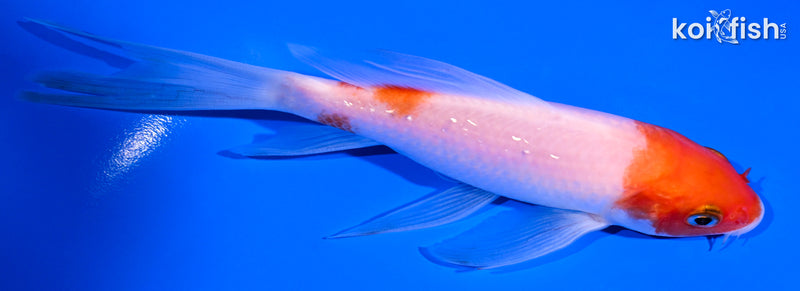 5.5" KOHAKU BUTTERFLY