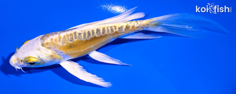 5.25" DOITSU KI MATSUBA BUTTERFLY