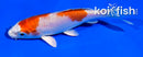 4" HARIWAKE