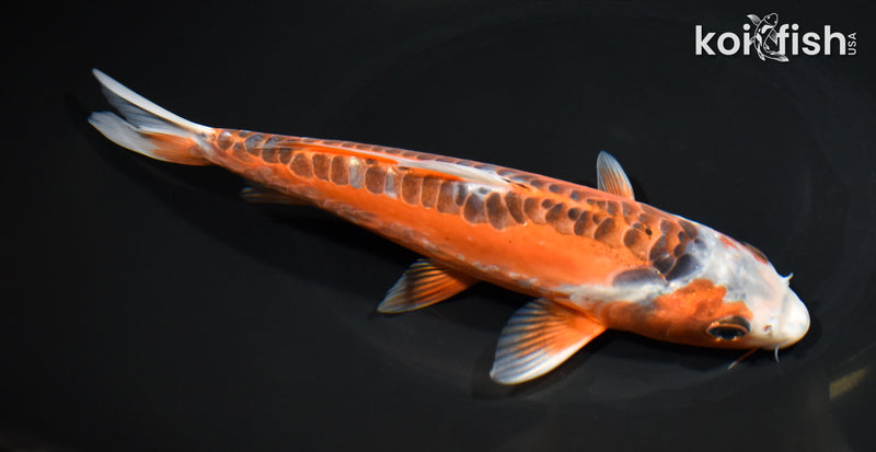 8.75" ARAGOKE HI SHUSUI