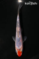 5" SANKE