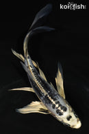 6.5" KIKOKURYU BUTTERFLY