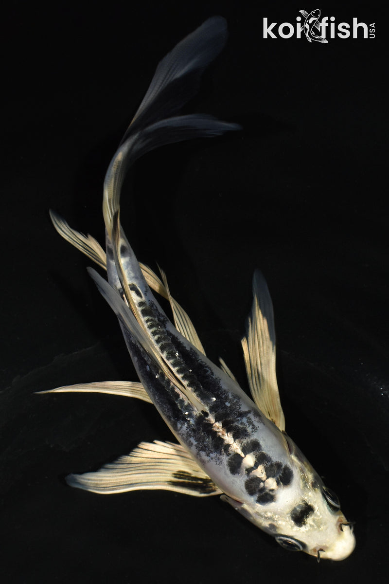 6.5" KIKOKURYU BUTTERFLY