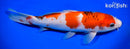 9.5" GOROMO SANKE