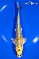7.25" KIN KI MATSUBA