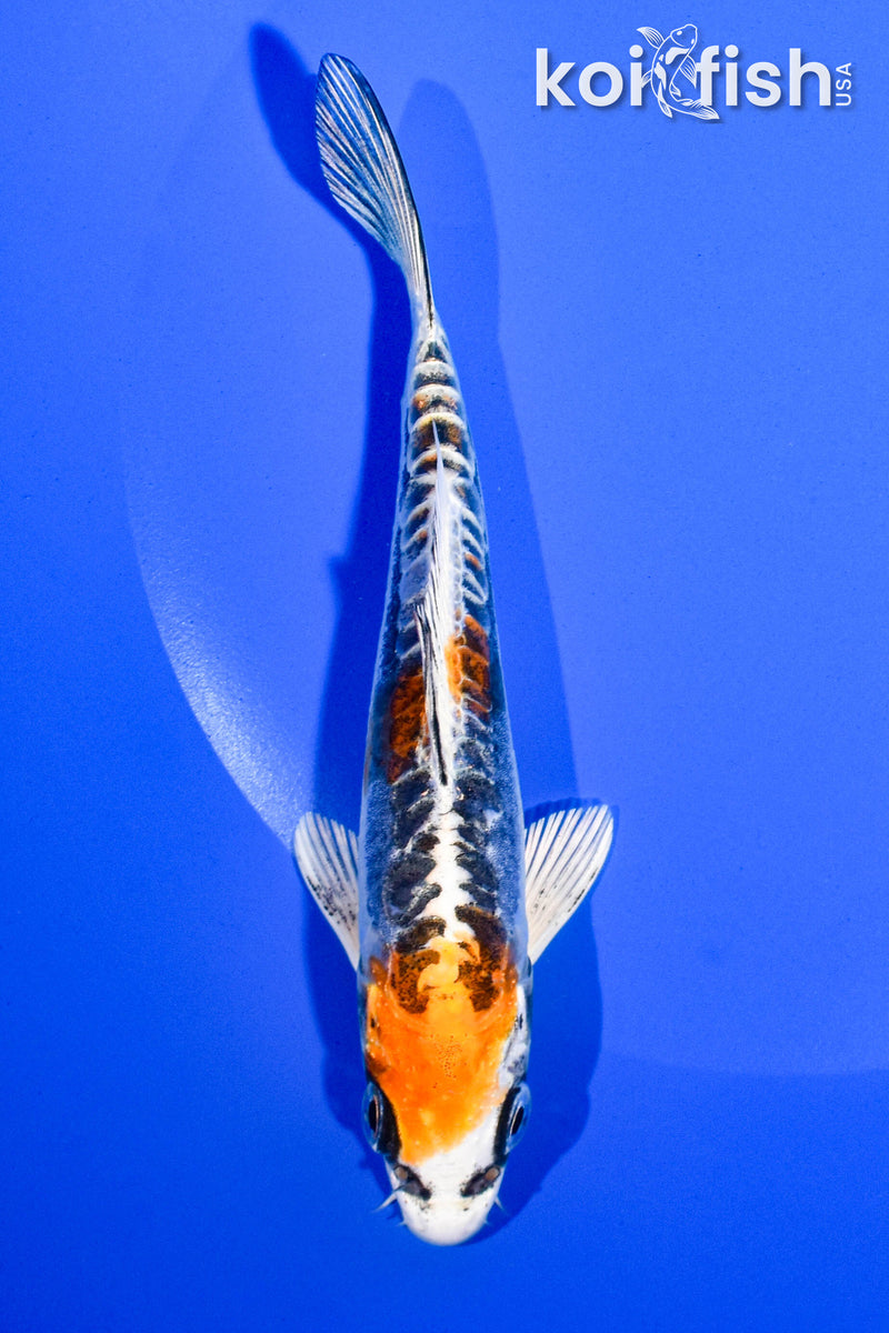 5.25" KIN KIKOKURYU