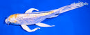 7.25" ARAGOKE LEMON HARIWAKE BUTTERFLY