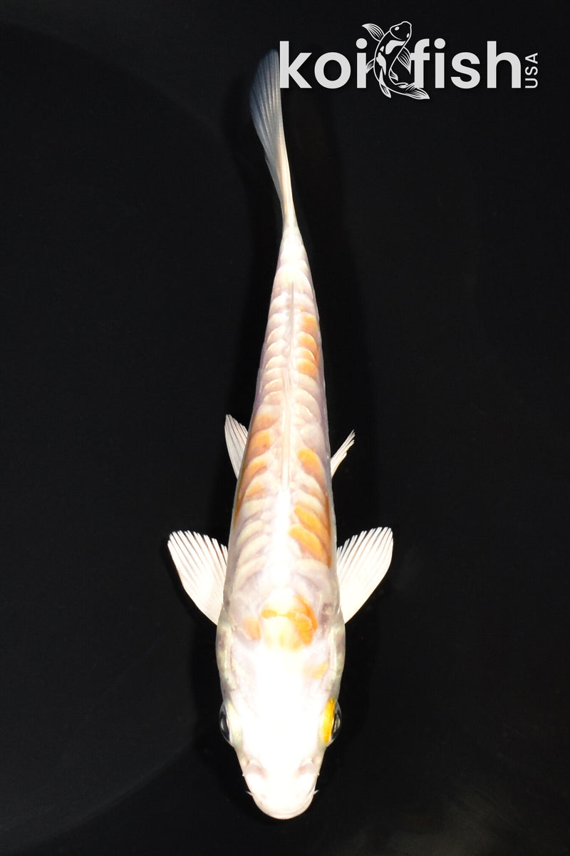 5" ARAGOKE HARIWAKE