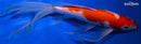 10.75" KUCHIBENI KOHAKU BUTTERFLY