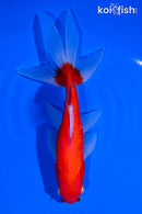 6.25" SARASA WATONAI GOLDFISH