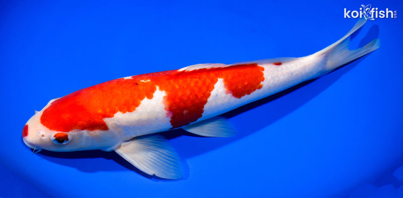 13.75" KOHAKU