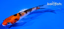 4" SANKE BUTTERFLY