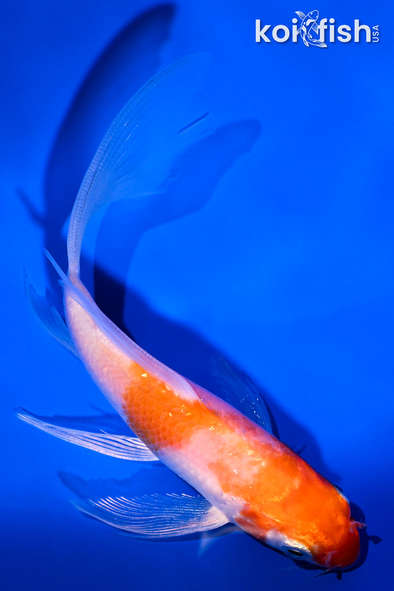 5.25" HARIWAKE BUTTERFLY