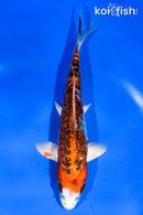 6" GINRIN DOITSU KUJAKU