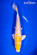 6.75" LEMON HARIWAKE
