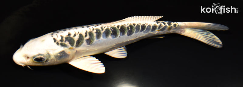 6.75" ARAGOKE KUJAKU