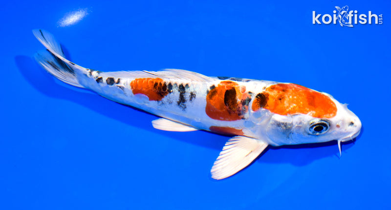 7.75" ARAGOKE HEISEI NISHIKI