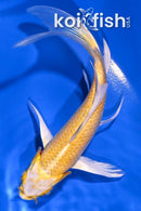 4.75" YAMABUKI OGON BUTTERFLY