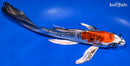 7.25" DOITSU KUJAKU BUTTERFLY